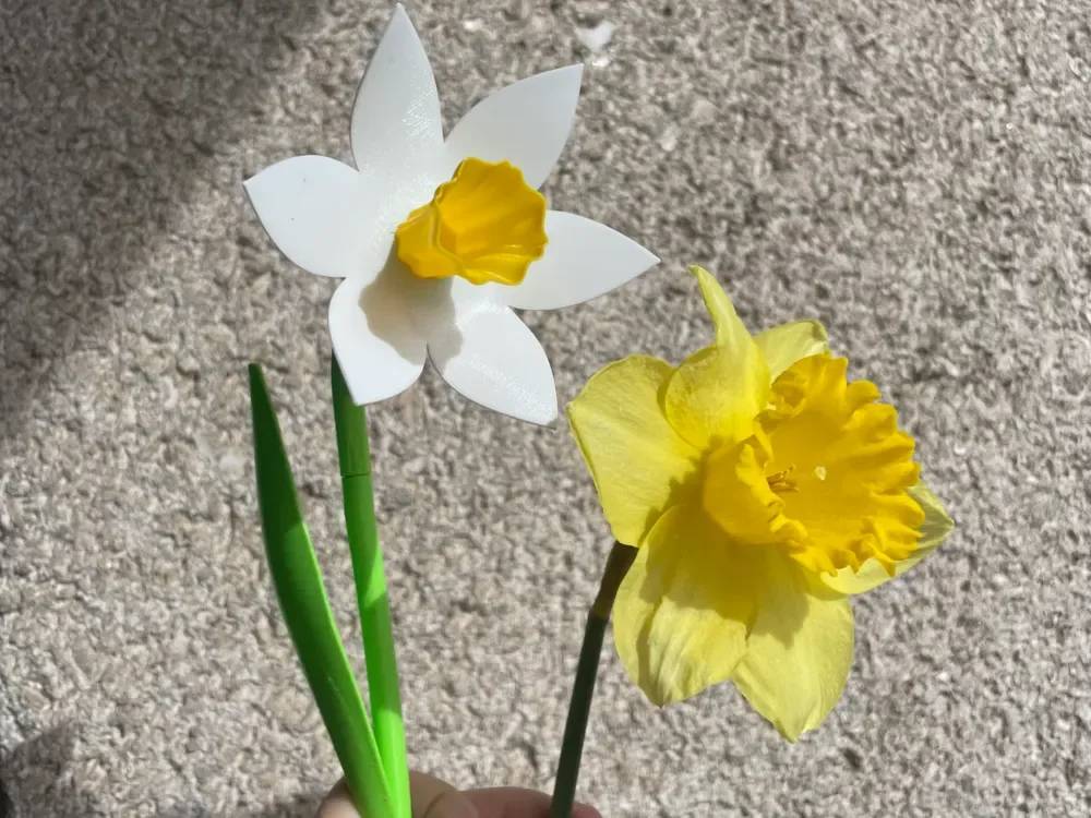 گل نرگس دکوری