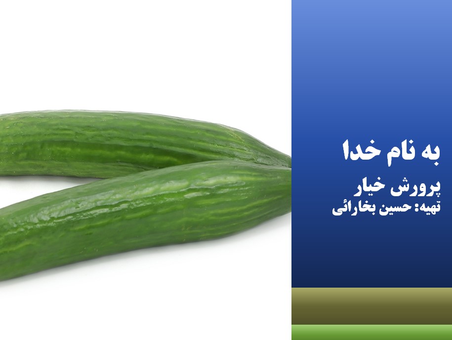 پرورش خیار