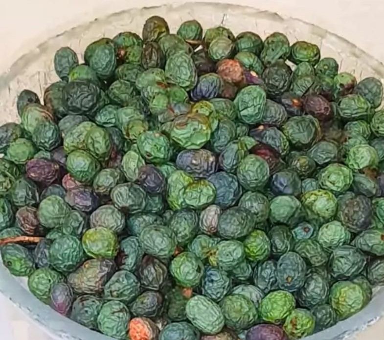 بنه، پسته کوهی (میوه تازه) Pistacia atlantica