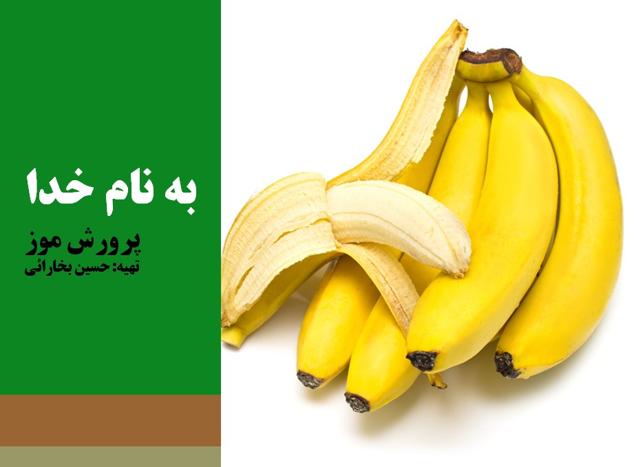 پرورش موز