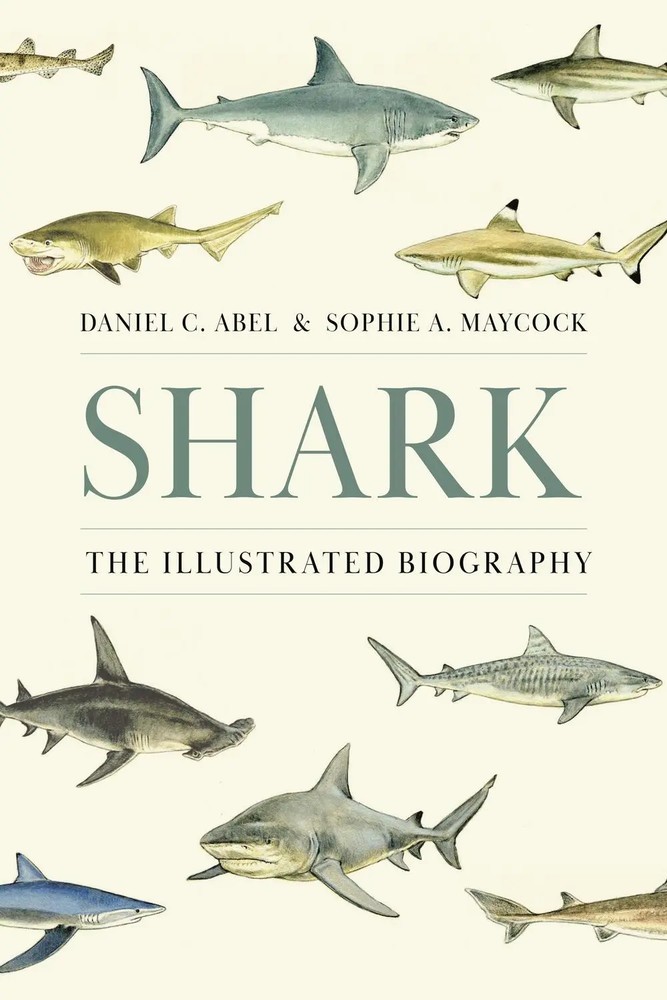 کوسه ۲۰۲۵ <br> Shark 2025 - کالیبو