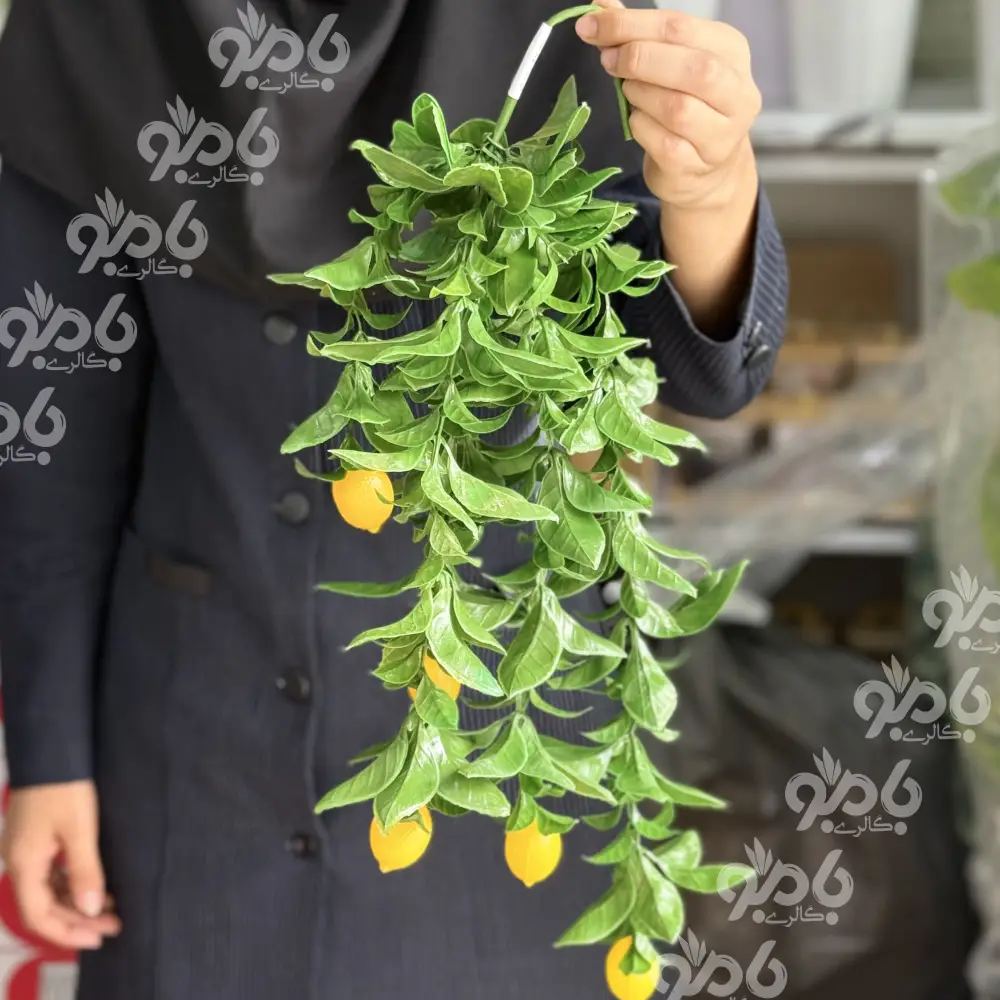 گل بلند آویز لیمو
