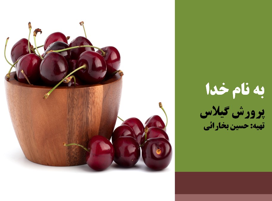 پرورش گیلاس