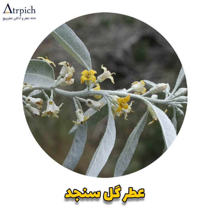 عطر سنجد (عطر گل سنجد)