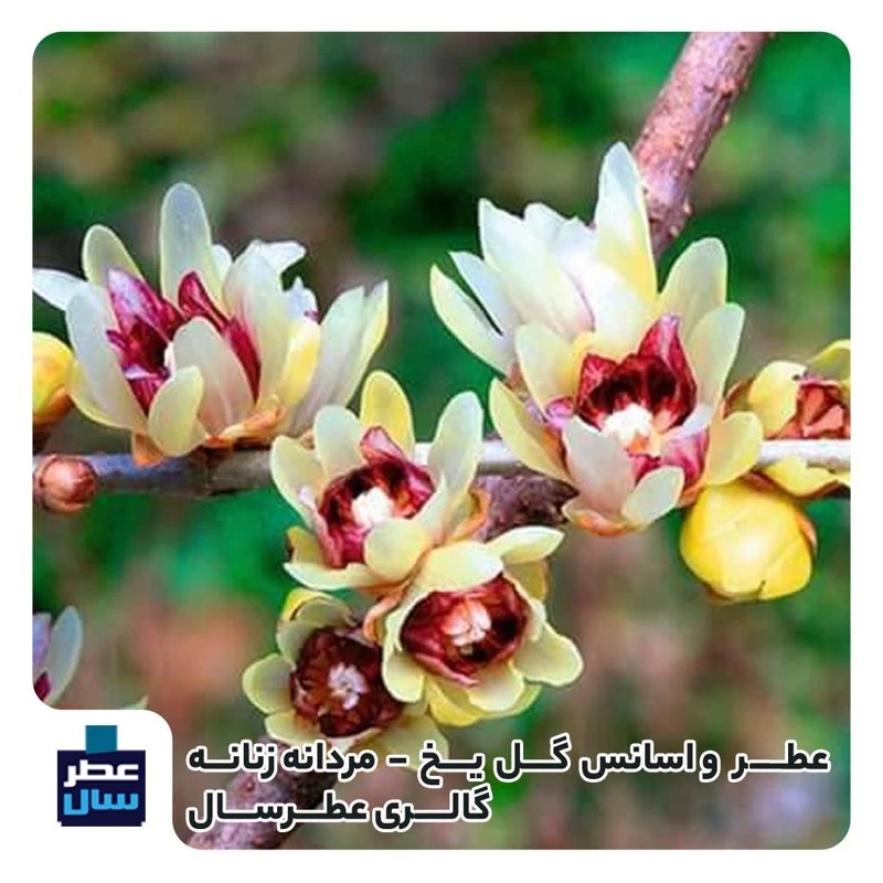 عطر گل یخ از 4 تا 100میل قابل سفارش با رایحه خنک (اسانس گل یخ
