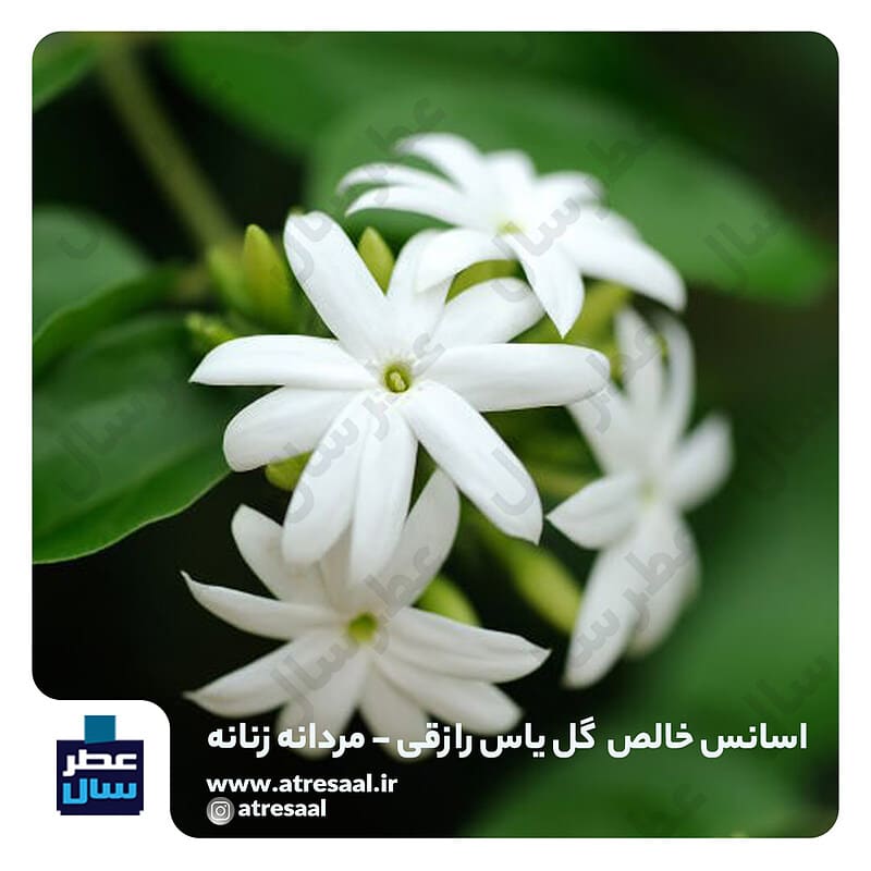 عطر گل یاس رازقی – گرید یک