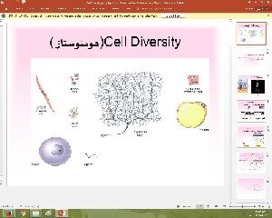 پاورپوینت درباره Cell Diversity(هومئوستاز )