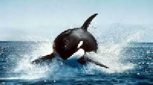 تحقیق درباره آواز نهنگ ها