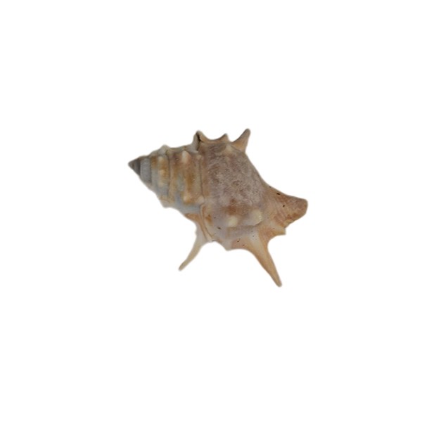 صدف خاردار