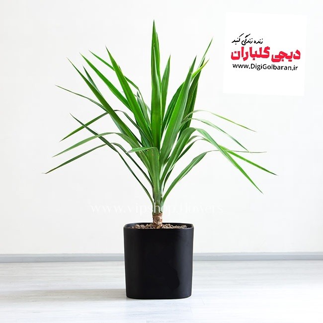 یوکا سر قلم