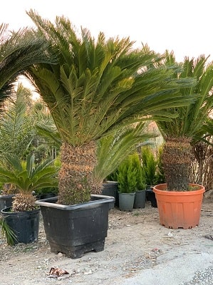 نخل سیکاس