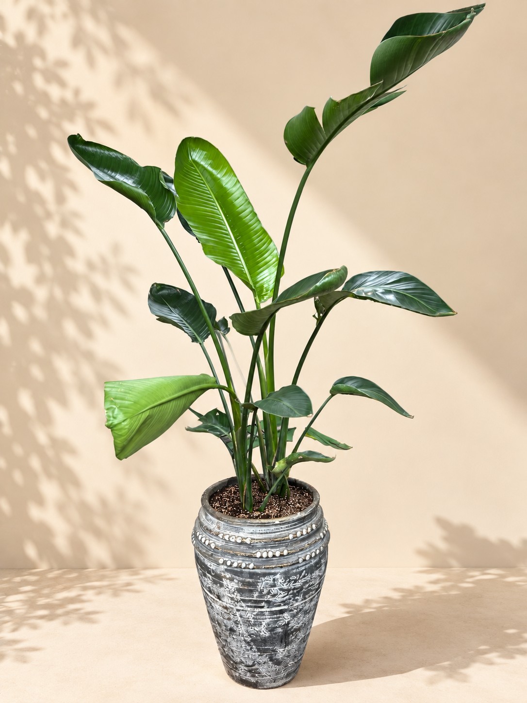 نخل نیکلای گلدان 45