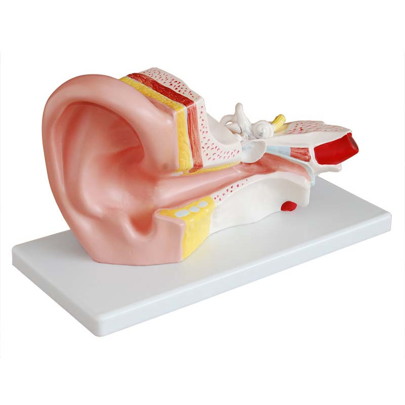 بازی آموزشی طرح مولاژ گوش میانی مدل XC-303B