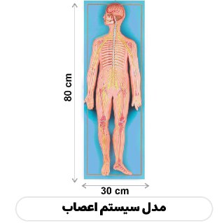 مولاژ سیستم اعصاب
