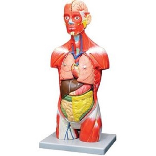 مولاژ نیم تنه ۲/۱ ماهیچه ( مولاژ نیم تنه ماهیچه یک دوم )