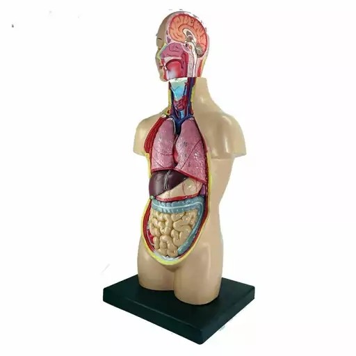 مولاژ نیم تنه ۲/۱ ساده ( مولاژ نیم تنه یک دوم )