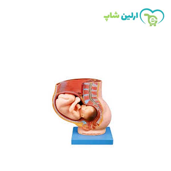 مولاژ مدل حاملگی