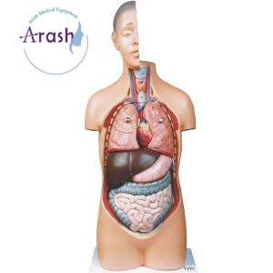 مولاژ نیم تنه بدن انسان 1/2 اندازه طبیعی با نمایش مغز
