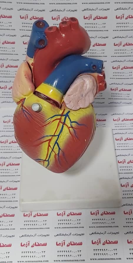 مولاژ قلب انسان 1 برابر 2 قسمتی