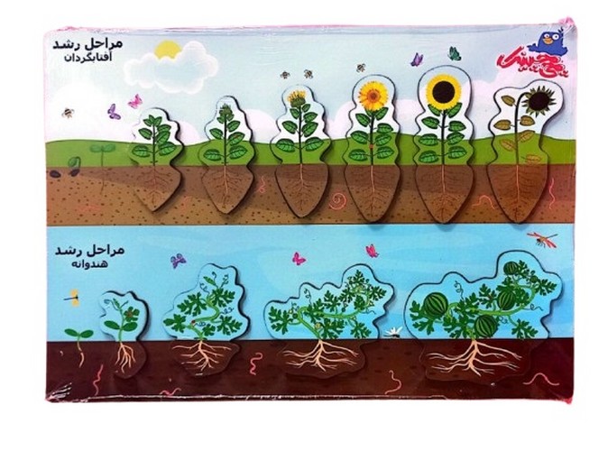 بازي چی چینک چوبی مراحل رشد گیاه