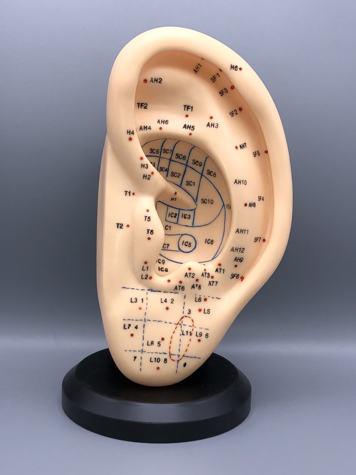 مولاژ طب سوزنی گوش ، (مدل طب سوزنی گوش با نقاط کامل)