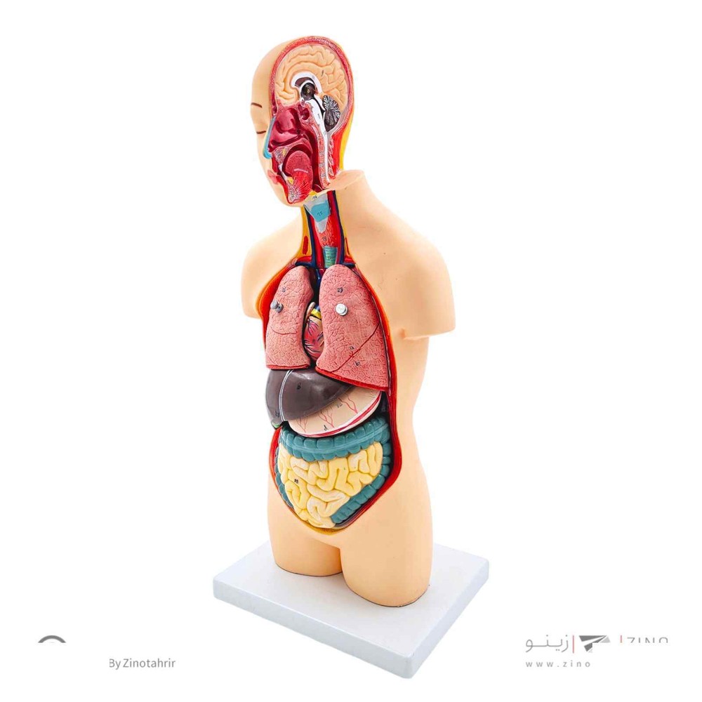 مولاژ نیم تنه بدن انسان 1/2 اندازه طبیعی