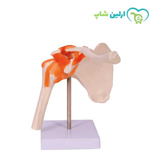 مولاژ شانه