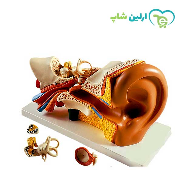 مولاژ گوش انسان