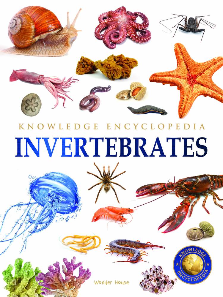 Animals Invertebrates Knowledge Encyclopedia for Children