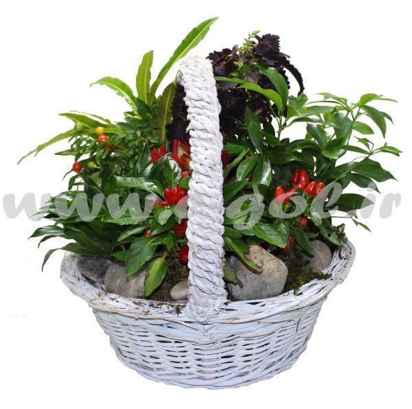 مجموعه گیاهان آپارتمانی6