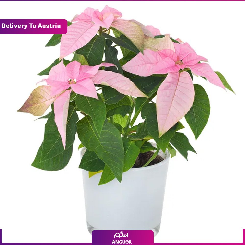 (Delivery to Austria) Rosy Star