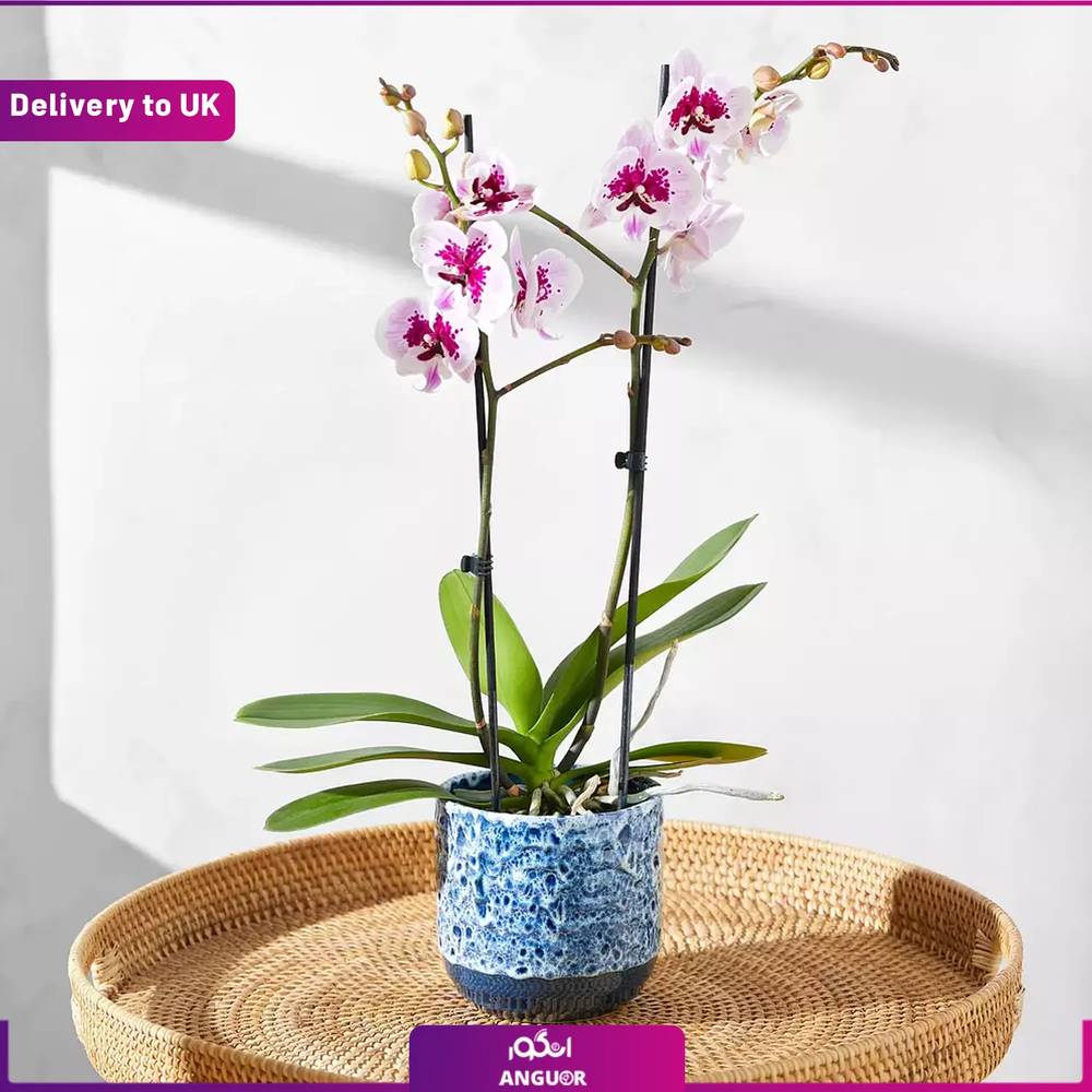The Speckled Orchid (Delivery to UK)