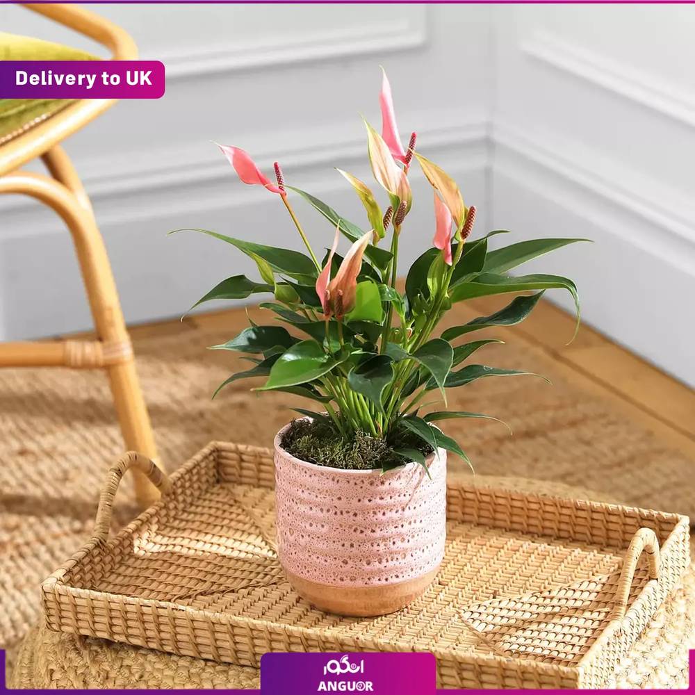 (Delivery to UK) The Lily Anthurium