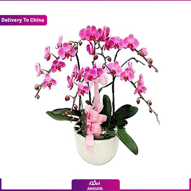 (Delivery in China) orchid