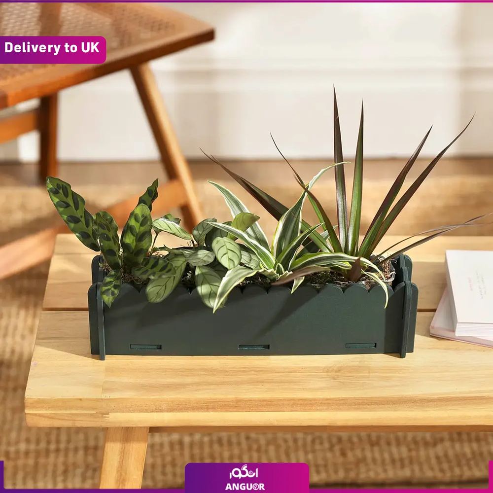 (Delivery to UK) The Letterbox Houseplants