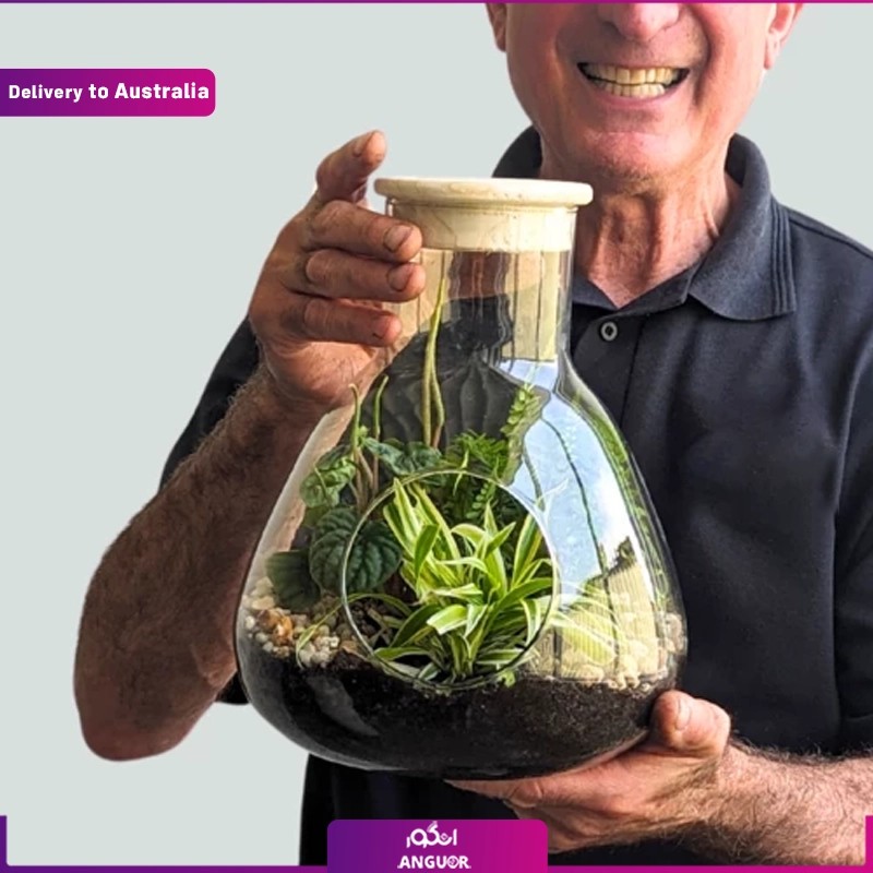 Terrarium (Delivery in Australia)