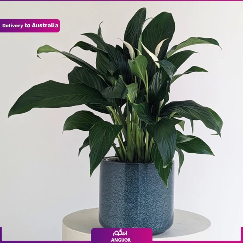Peace lily Ceramic vase (Delivery in Australia)