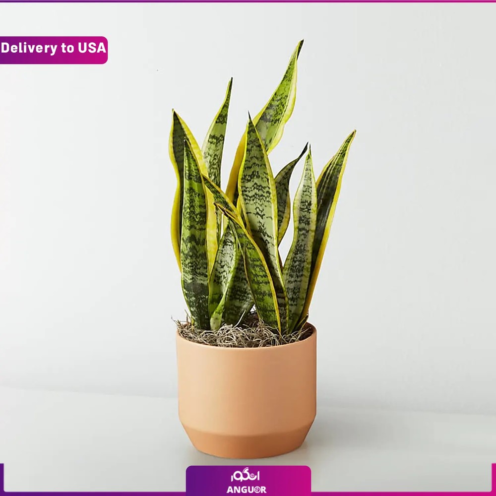 (Delivery to USA) Snake Plant