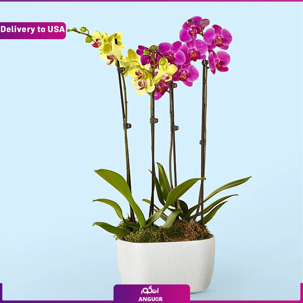 (Delivery to USA) Purple ، Yellow Orchid Garden