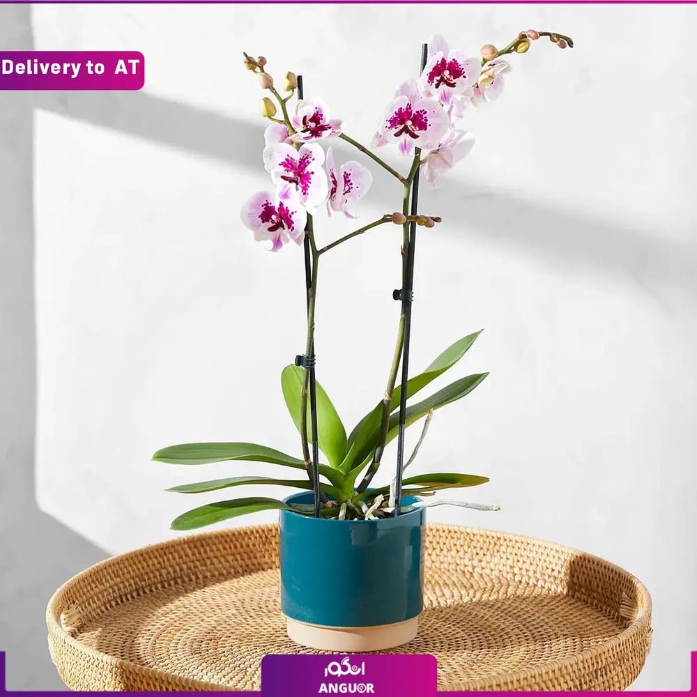 (Delivery to Austria) Die pinke Orchidee