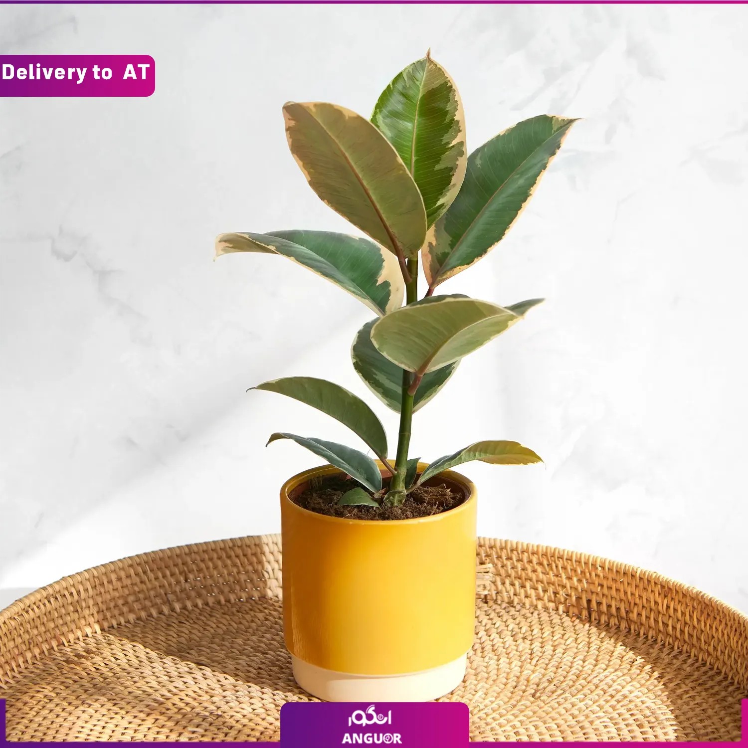 (Delivery to Austria) Ficus