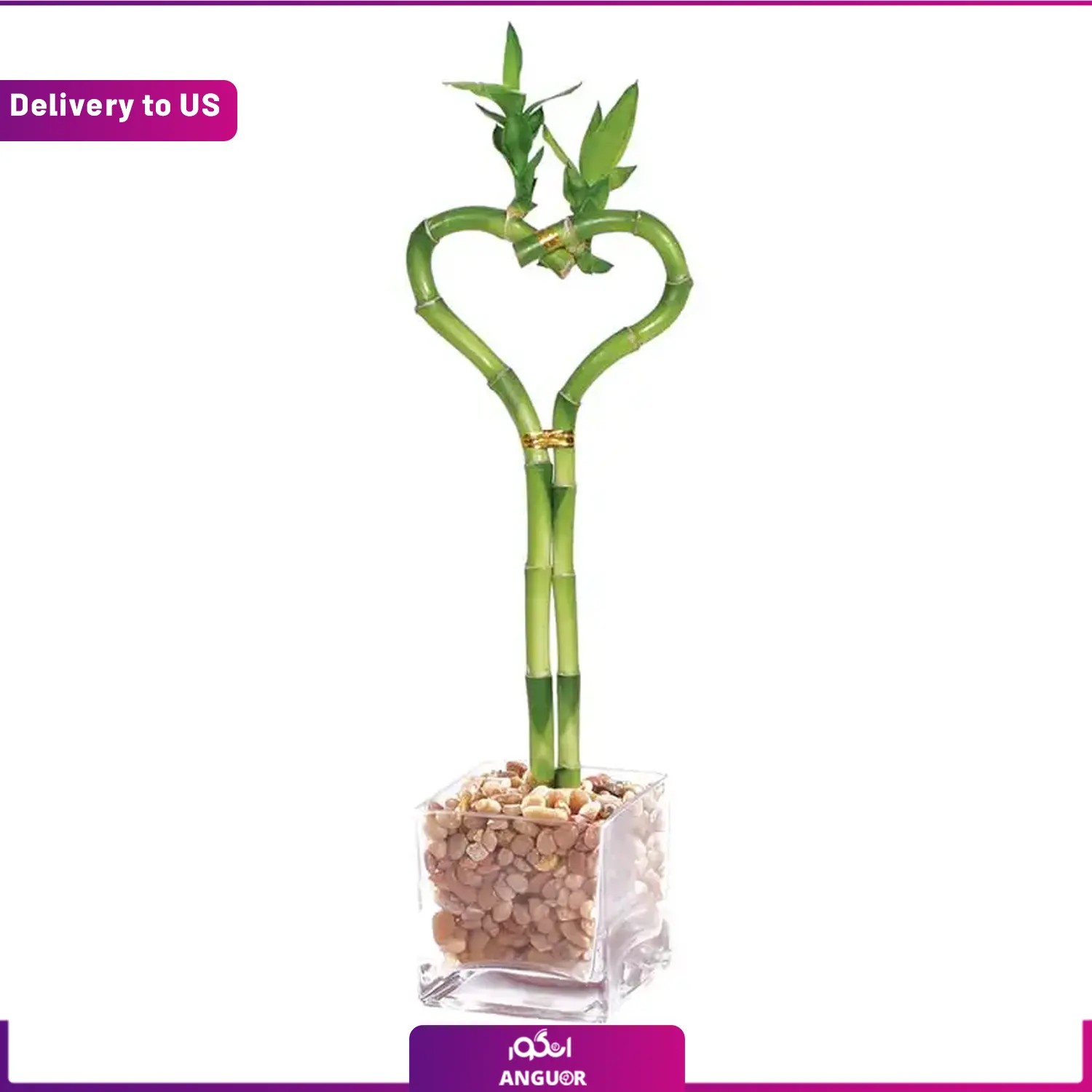 (Delivery to USA) Bamboo Plant