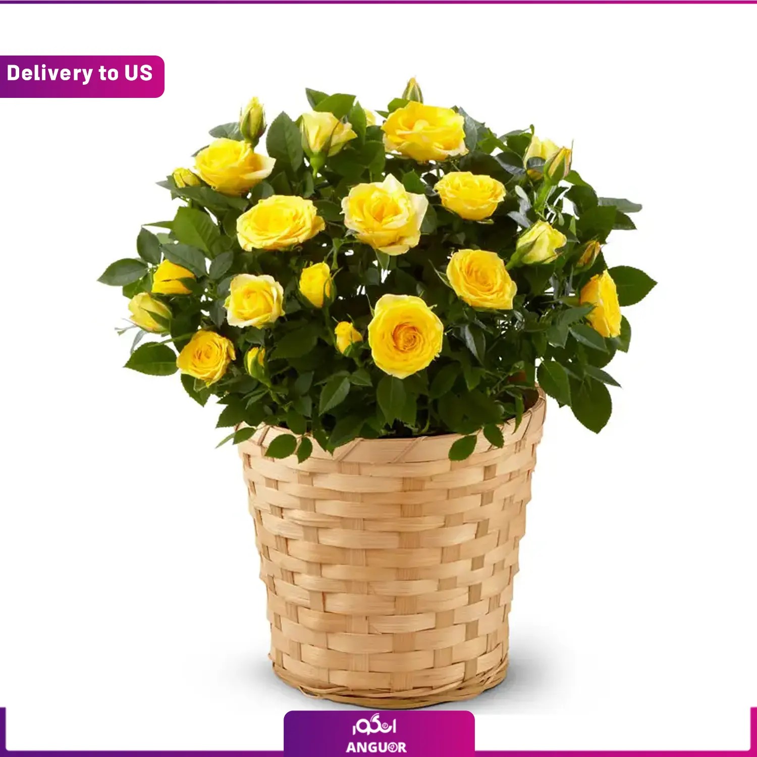 (Delivery to USA) Yellow Mini Rose Plant