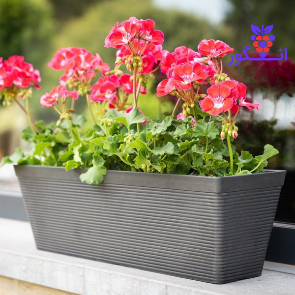 شمعدانی flower box