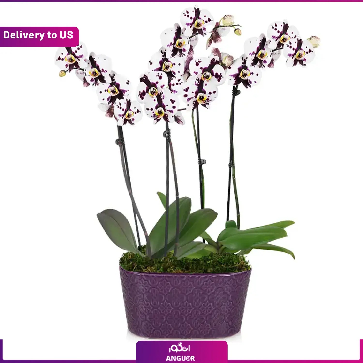 (Delivery to USA) Crystal Orchid