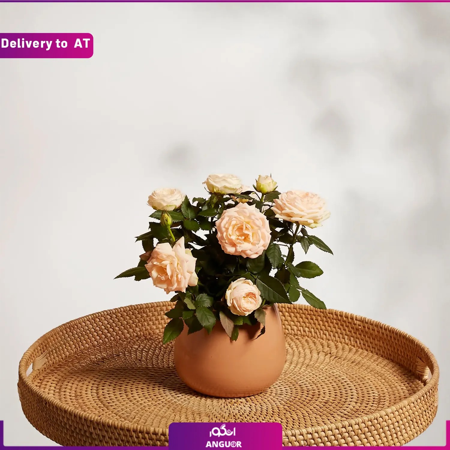 (Delivery to Austria) Pfirsich Rose