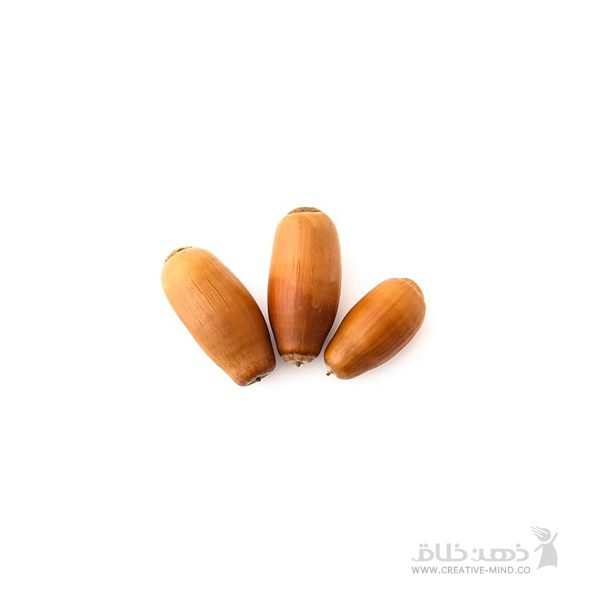 میوه بلوط