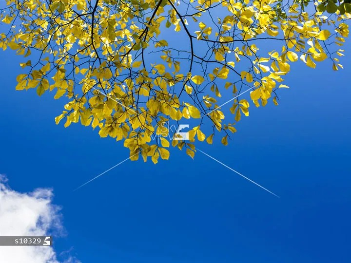 درخت مرجانی