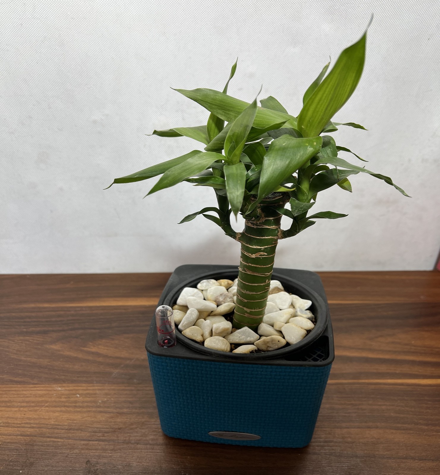 گلدون بامبو خاکی