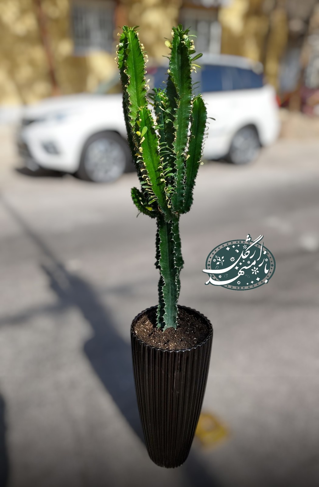 کاکتوس افوربیا سبز